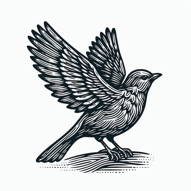 Bird illustration with engraving style