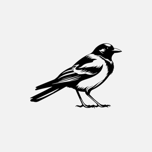 Bird logo design vector template