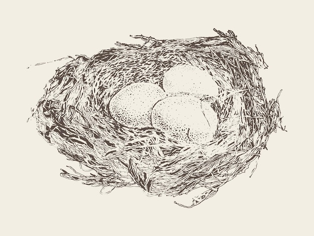 Bird nest with three eggs