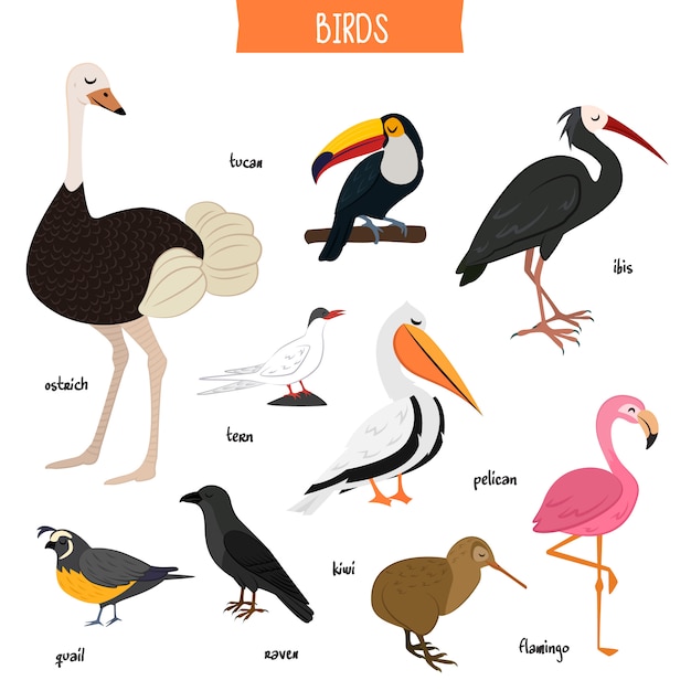 Bird set isolated vector illustration