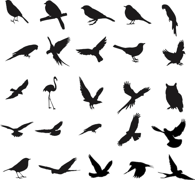 bird silhouette collection