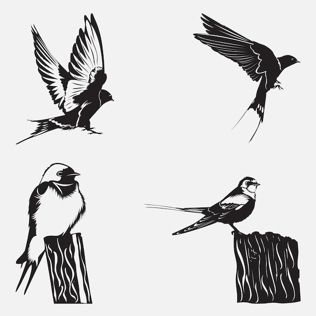 bird vector illustration