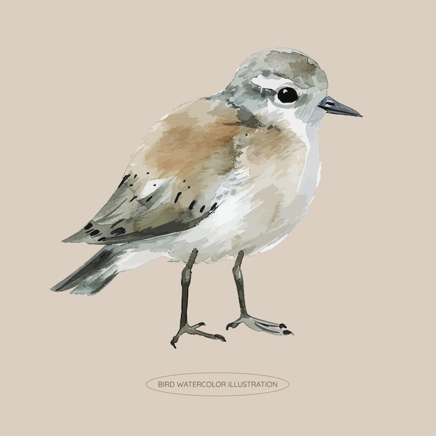 Bird Watercolor Illustration