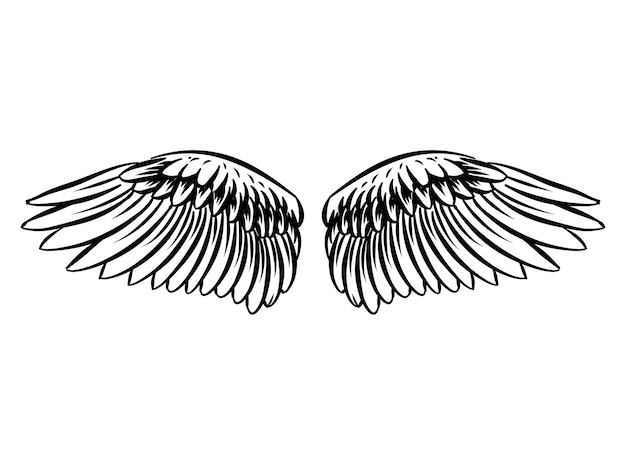 Bird Wings isolated on white