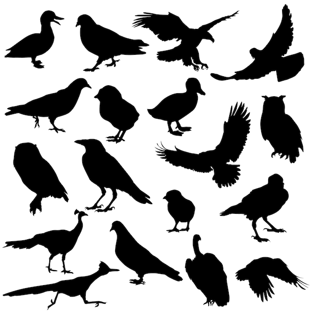 Birds Animal Silhouette Vector