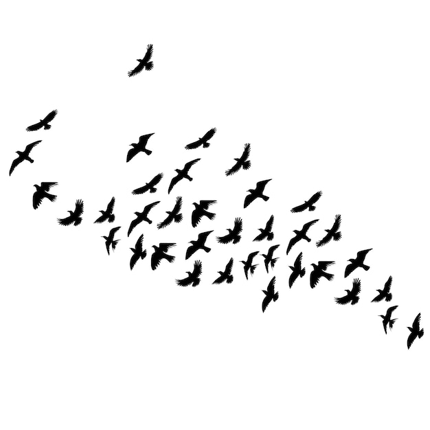 Birds flying silhouette on white background isolated