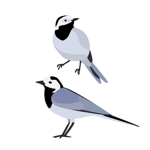 Birds isolated illustration