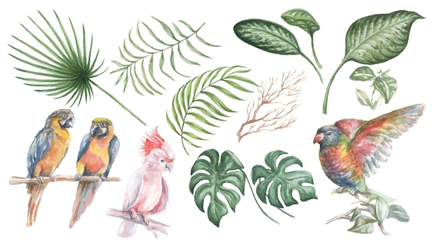 Vector birds and leaves of the tropics cockatoo monstera parrot