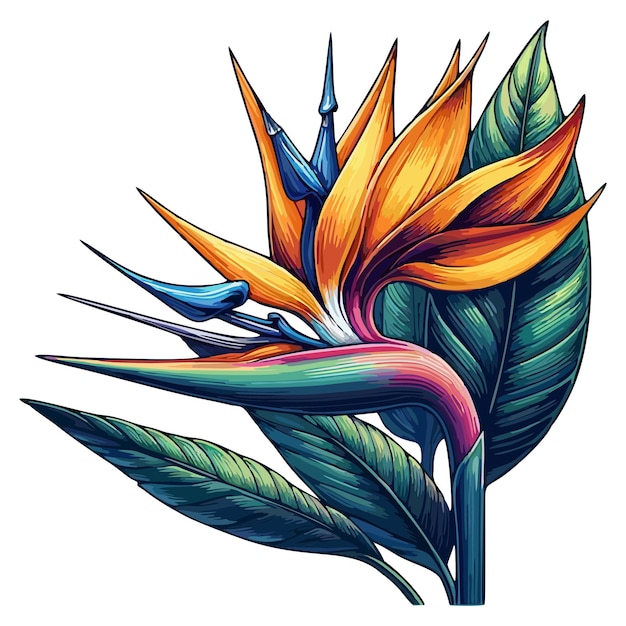 Vector birds of paradise flower vector 5