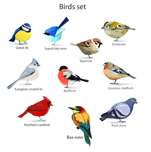 Birds set illustration