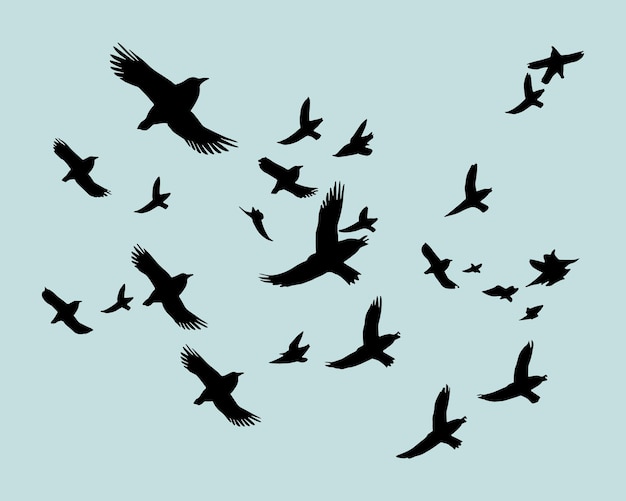 Birds silhouettes collection