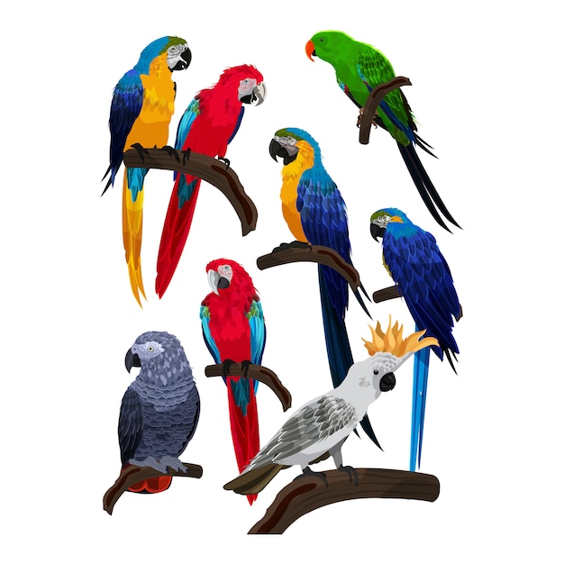 Birds Species Collection Parrot Template Vector