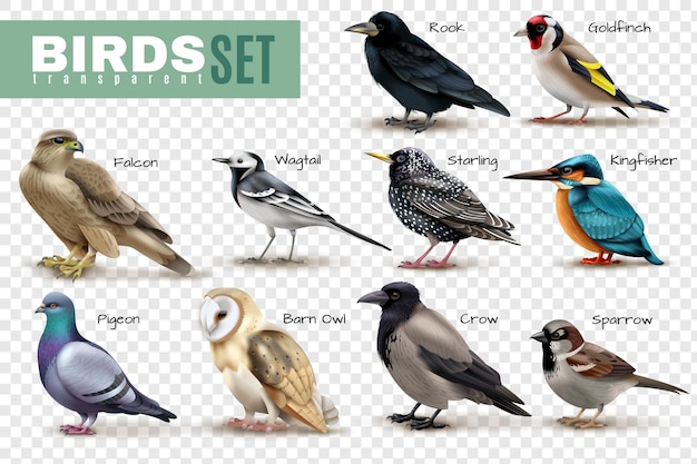 Birds on transparent surface set of isolated bird images with various species and editable text captions illustration