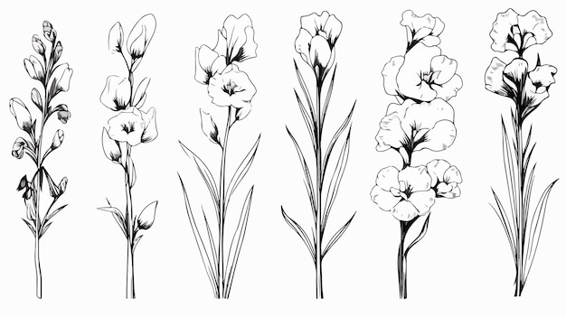 Birth Month Flower Line Art Vector Illustrations Set