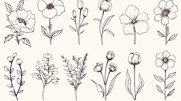 Birth Month Flowers Line Art Vector Illustration