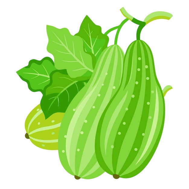 Vector bitter gourd vector