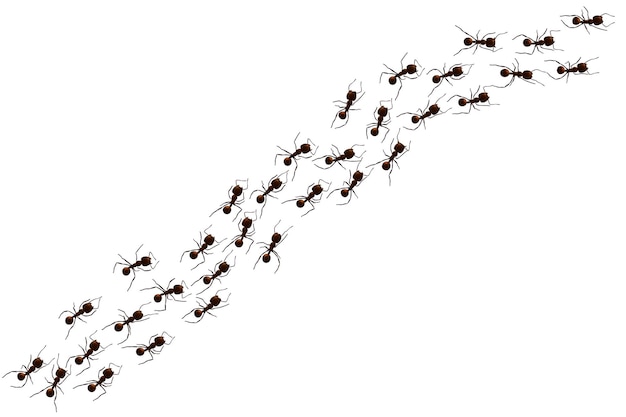 Black ant trail. Working insect curve group silhouettes isolated on white background. Vector illustration.