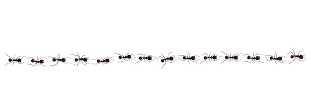 Black ant trail Working insect curve group silhouettes isolated on white background