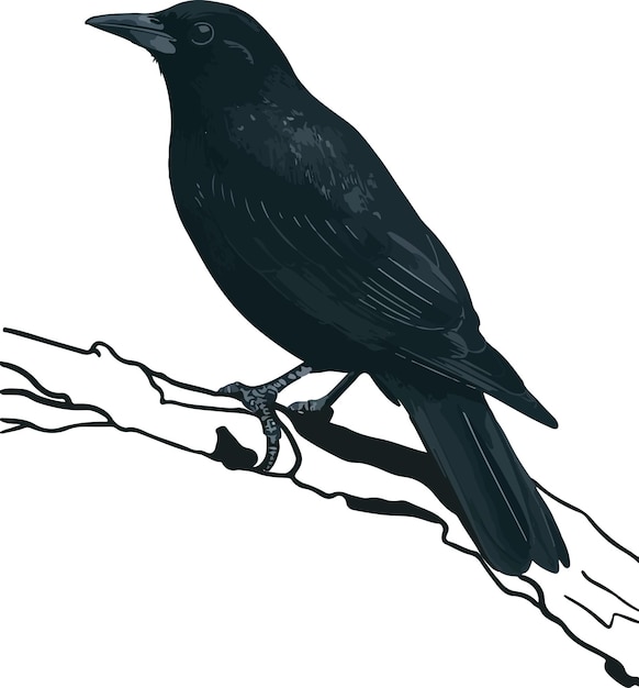 a black bird on a tree branch