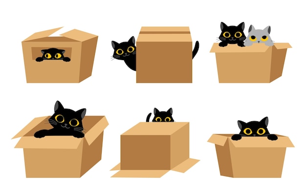 Black cats with box set