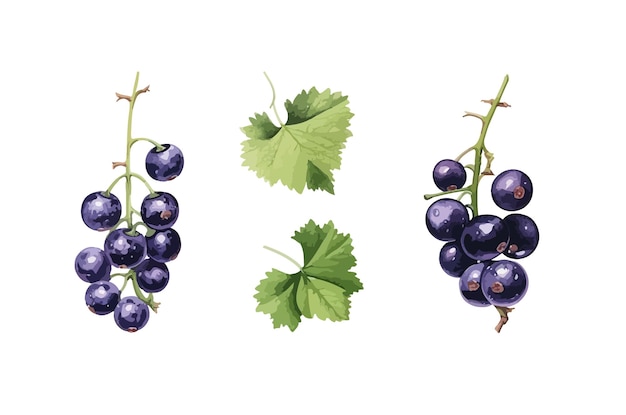 Black currant clipart isolated vector illustration