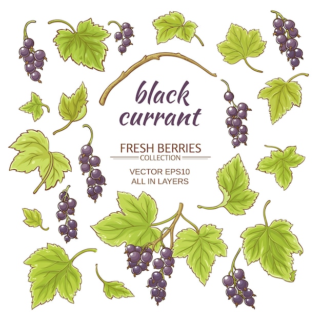 Black currant elements vector set on white background