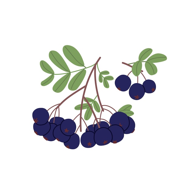 Black currant with leaf growing Branch with fresh berry cluster and leaves Garden blackcurrant Colored flat vector illustration of food plant isolated on white background