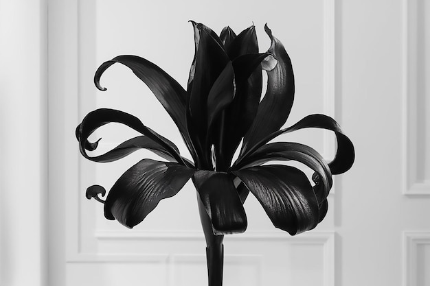 black flower Black and white blooming peony