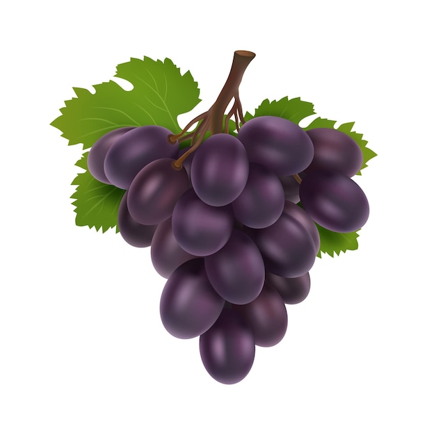 Black grape. 3d bunch of grapes, realistic fruit with leaves. Isolated winery raw, fresh juicy natural food vector element. Illustration grape vine, ripe fruit grapevine