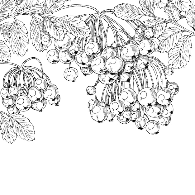 Black ink graphic drawing autumn bunches of Rowan on white background