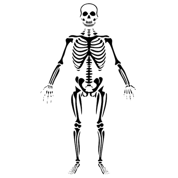 Vector black line design of a human skeleton