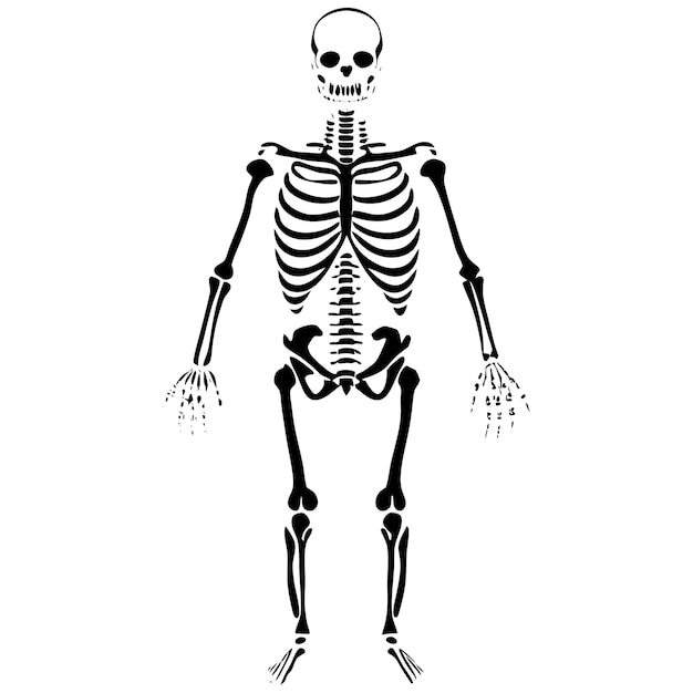 Vector black line design of a human skeleton