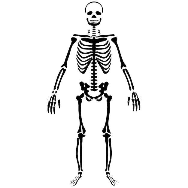 Vector black line design of a human skeleton