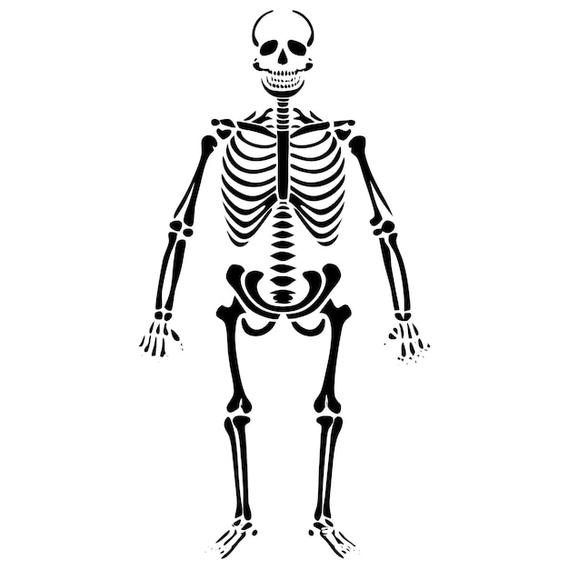 Black line design of a Human skeleton