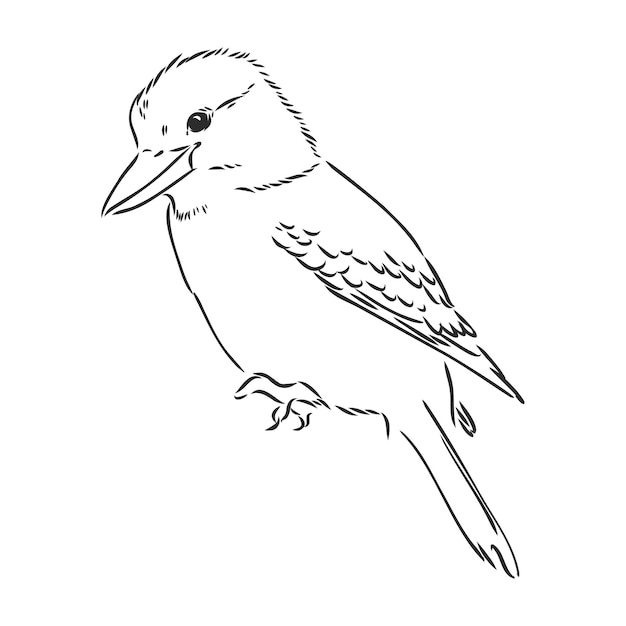 Black outlined kookaburra birdvector drawing kookaburra vector sketch illustration