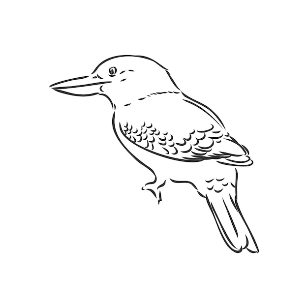 Black outlined kookaburra birdvector drawing kookaburra vector sketch illustration