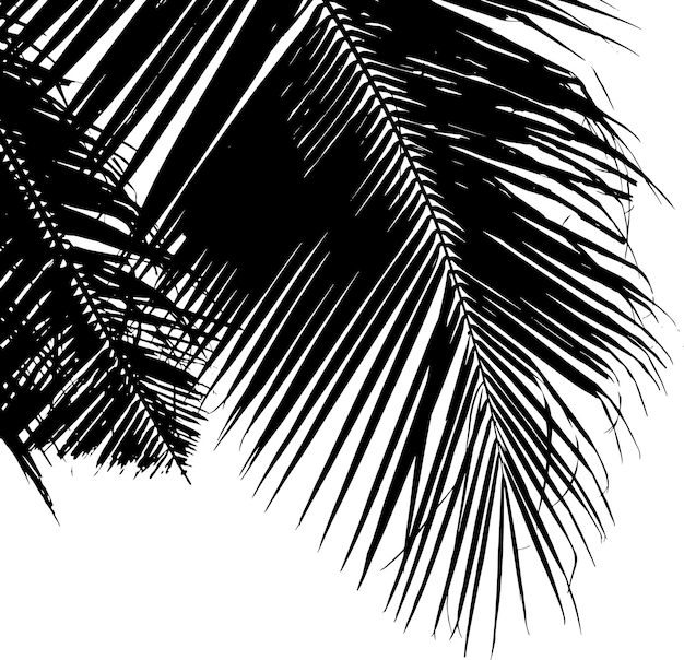 Black palm leaves silhouette on white background vector illustration