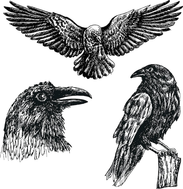 Black raven bird vector sketch isolated