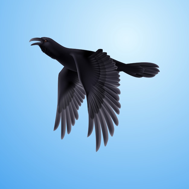 Black raven on blue