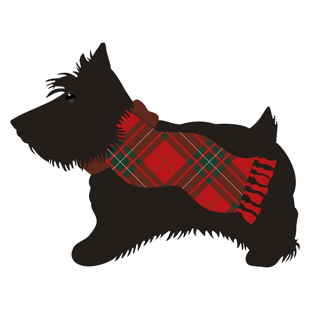 Black scottish terrier with tred artan scarf.