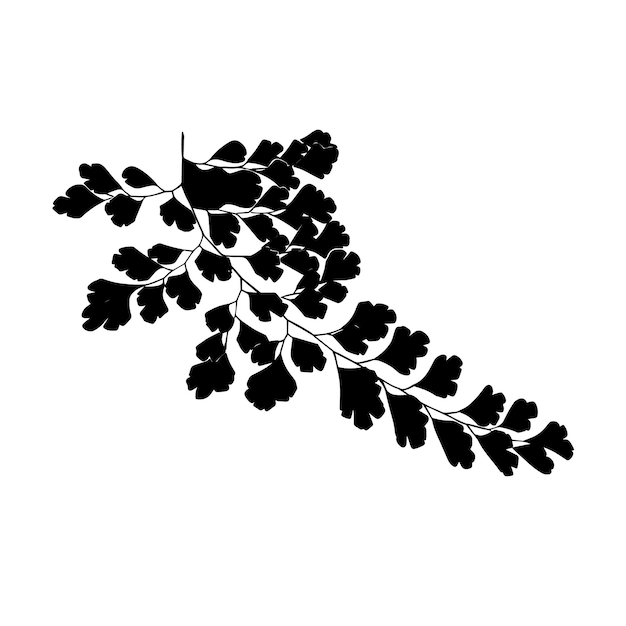 Black silhouette of fern isolated on white.