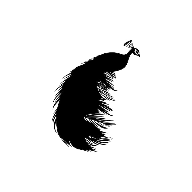 The black silhouette of a peacock feather with its majestic tail spread exudes a captivating