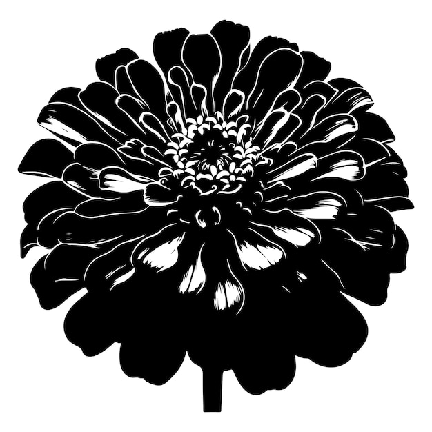 Vector black silhouette zinnia bing personal use with a white background