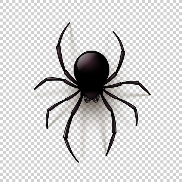 Black Spider with transparent shadow on a checkered background. Can be placed on any background. illustration,