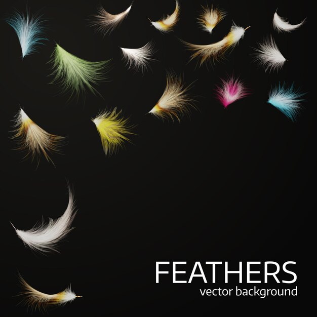 Vector black vector background. colorfu relicticl exotic feathers. eps10 vector design.