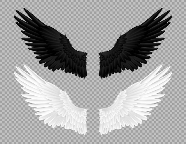 Black and white angel wings Swans and crows feather bird carnival costume Parts of feathered animal on transparent background Angelic emblem template Vector decoration isolated set