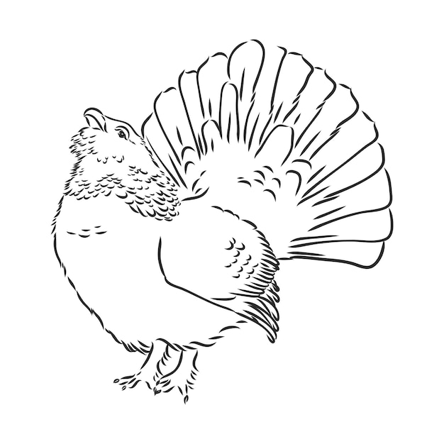 Black and white bird capercaillie capercaillie bird vector sketch