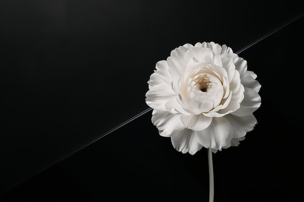 Black and white carnation flower on black background and space for text