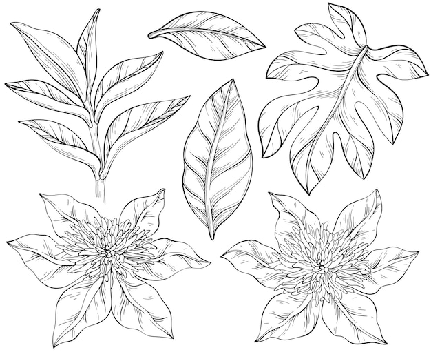 Black and white Clematis Flowers and tropical leaves Design elements for Wallpaper Print Fabric Textile Summer Blooming Purple Flowers and Leaves Vector illustration