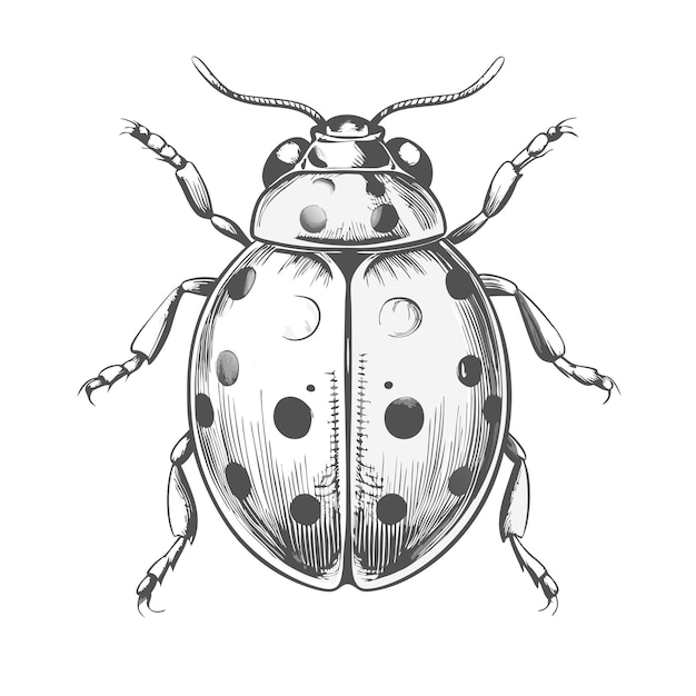 Vector a black and white drawing of a beetle with dots on it